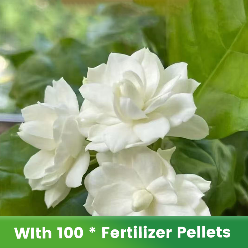 ✨🌸 Jázminmagok (trágyával): aromás és könnyen termeszthető🍃